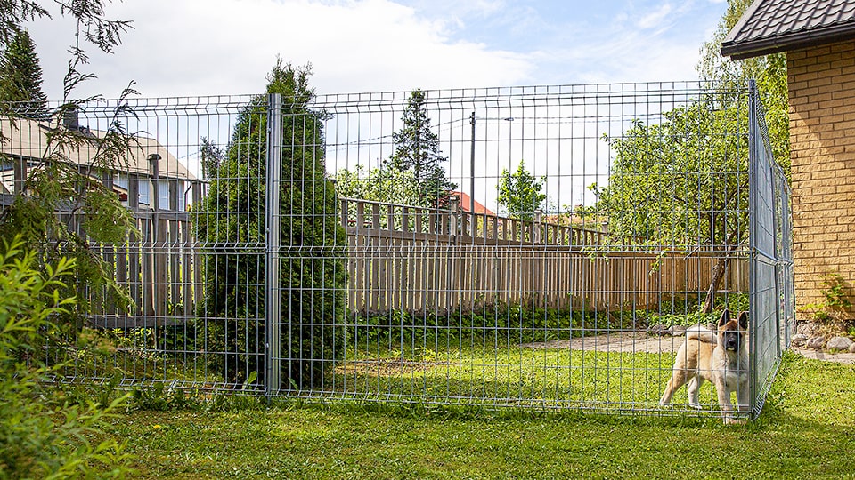 Koiranpentu ulkotarhassa omakotitalon pihassa
