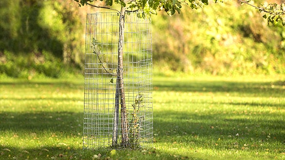 Welded mesh tree guards